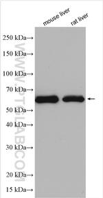 ESAM Antibody in Western Blot (WB)