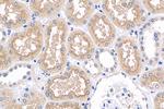 SLC6A19 Antibody in Immunohistochemistry (Paraffin) (IHC (P))