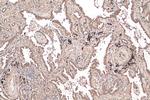 NCOA3 Antibody in Immunohistochemistry (Paraffin) (IHC (P))