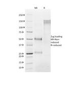 Histone H1 (Pan Nuclear Marker) Antibody in Immunohistochemistry (Paraffin) (IHC (P))