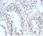 Histone H1 (Pan Nuclear Marker) Antibody in Immunohistochemistry (Paraffin) (IHC (P))