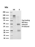 Histone H1 (Pan Nuclear Marker) Antibody in SDS-PAGE (SDS-PAGE)