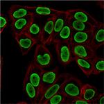 Histone H1 (Pan Nuclear Marker) Antibody in Immunocytochemistry (ICC/IF)