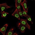 Histone H1 Antibody in Immunocytochemistry (ICC/IF)