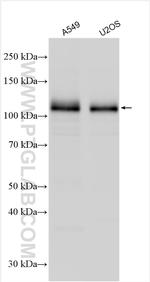 DCBLD2 Antibody in Western Blot (WB)