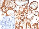 HEXB Antibody in Immunohistochemistry (Paraffin) (IHC (P))