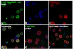 Human IgM Secondary Antibody in Immunocytochemistry (ICC/IF)