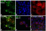 Human IgM Secondary Antibody in Immunocytochemistry (ICC/IF)