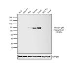 Human IgM Secondary Antibody in Western Blot (WB)