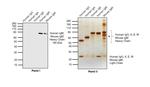 Human IgM Secondary Antibody in Western Blot (WB)