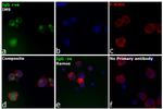 Human IgG (H+L) Cross-Adsorbed Secondary Antibody in Immunocytochemistry (ICC/IF)