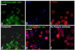 Human IgG (H+L) Cross-Adsorbed Secondary Antibody in Immunocytochemistry (ICC/IF)