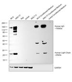 Human IgG (H+L) Cross-Adsorbed Secondary Antibody in Western Blot (WB)