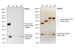 Human IgG (H+L) Cross-Adsorbed Secondary Antibody in Western Blot (WB)