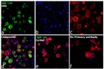 Human IgG Fc gamma Secondary Antibody in Immunocytochemistry (ICC/IF)