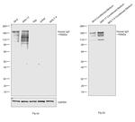 Human IgG Fc gamma Secondary Antibody in Western Blot (WB)