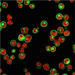 HLA-DP/-DQ/-DR (MHC II) Antibody in Immunocytochemistry (ICC/IF)
