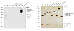 Human IgG Fc Secondary Antibody in Western Blot (WB)