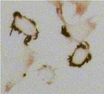 Mouse IgG (H+L) Secondary Antibody in Immunocytochemistry (ICC/IF)