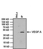 Rabbit IgG (H+L) Secondary Antibody in Immunoprecipitation (IP)