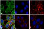 Mouse IgG Fc Secondary Antibody in Immunocytochemistry (ICC/IF)