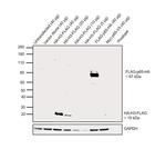 HA Tag Antibody in Western Blot (WB)