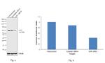 H2BK12ac Antibody