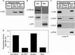 SKP1 Antibody in Western Blot (WB)