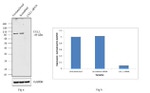 Cullin 1 Antibody