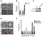 alpha Tubulin Antibody in Western Blot (WB)