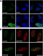 SRSF1 Antibody in Immunocytochemistry (ICC/IF)