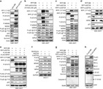 MDM2 Antibody in Western Blot (WB)