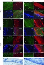 Claudin 7 Antibody in Immunohistochemistry (IHC)