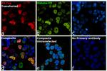 HA Tag Antibody in Immunocytochemistry (ICC/IF)