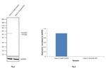 Occludin Antibody