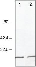 GAL4 Antibody in Western Blot (WB)