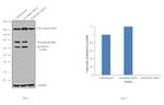 RANGAP1 Antibody in Western Blot (WB)