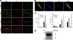 Occludin Antibody in Immunohistochemistry (Frozen) (IHC (F))