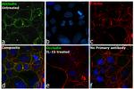 Occludin Antibody in Immunocytochemistry (ICC/IF)