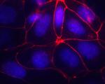 Occludin Antibody in Immunocytochemistry (ICC/IF)