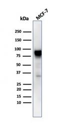 HSP90AB1 (Heat Shock Protein 90) Antibody in Western Blot (WB)