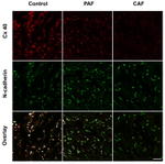 Connexin 40 Antibody in Immunohistochemistry (Frozen) (IHC (F))