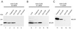 Connexin 26 Antibody in Western Blot (WB)