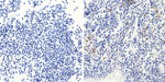 Bax Antibody in Immunohistochemistry (Paraffin) (IHC (P))