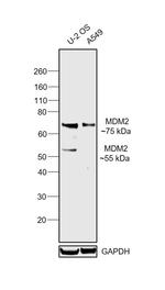 MDM2 Antibody in Western Blot (WB)