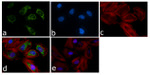 p38 MAPK beta Antibody in Immunocytochemistry (ICC/IF)