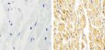 p38 MAPK beta Antibody in Immunohistochemistry (Paraffin) (IHC (P))