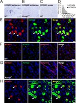 Ankyrin G Antibody in Immunohistochemistry (Frozen) (IHC (F))