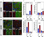 Ankyrin G Antibody in Immunohistochemistry (Frozen) (IHC (F))