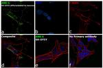 Ankyrin G Antibody